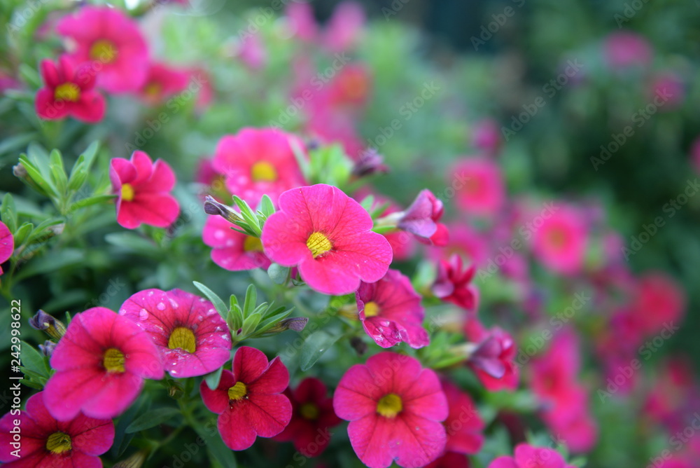 pink flowers in the garden pink flowers in the garden