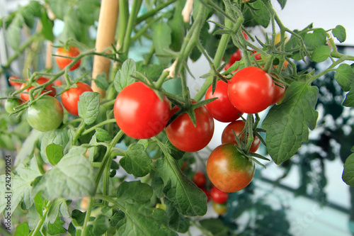 Cherry tomatoes on the bush