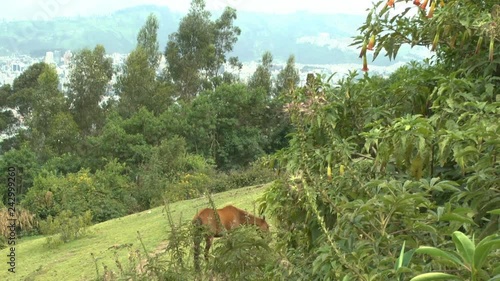 A horse located in a pasture on the side of Pinchincha mountain of the Andes Mountain range eats quietly. photo