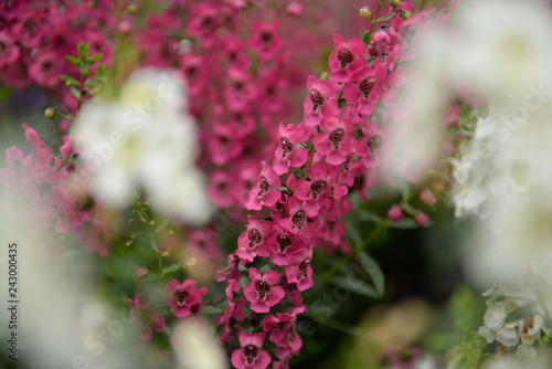 pink flowers in garden