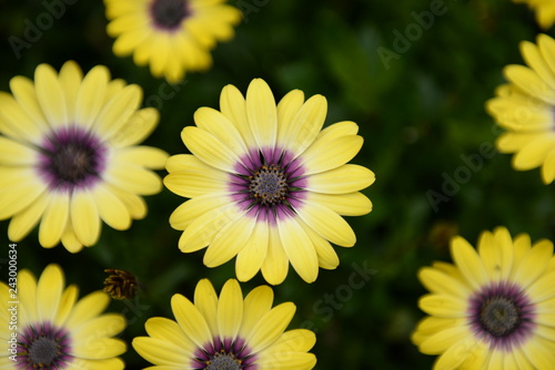 flowers in the garden