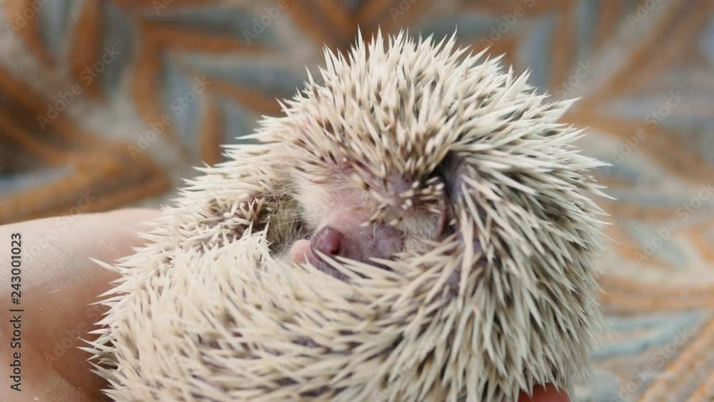 Little white hedgehog curled up, close up view of cute hedgehog face Little white hedgehog curled up, close up view of cute hedgehog face