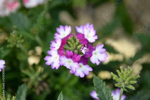 purple flowers in the garden