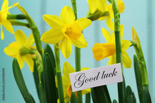 Fototapeta Naklejka Na Ścianę i Meble -  Good luck card with daffodils  flowers on blue background
