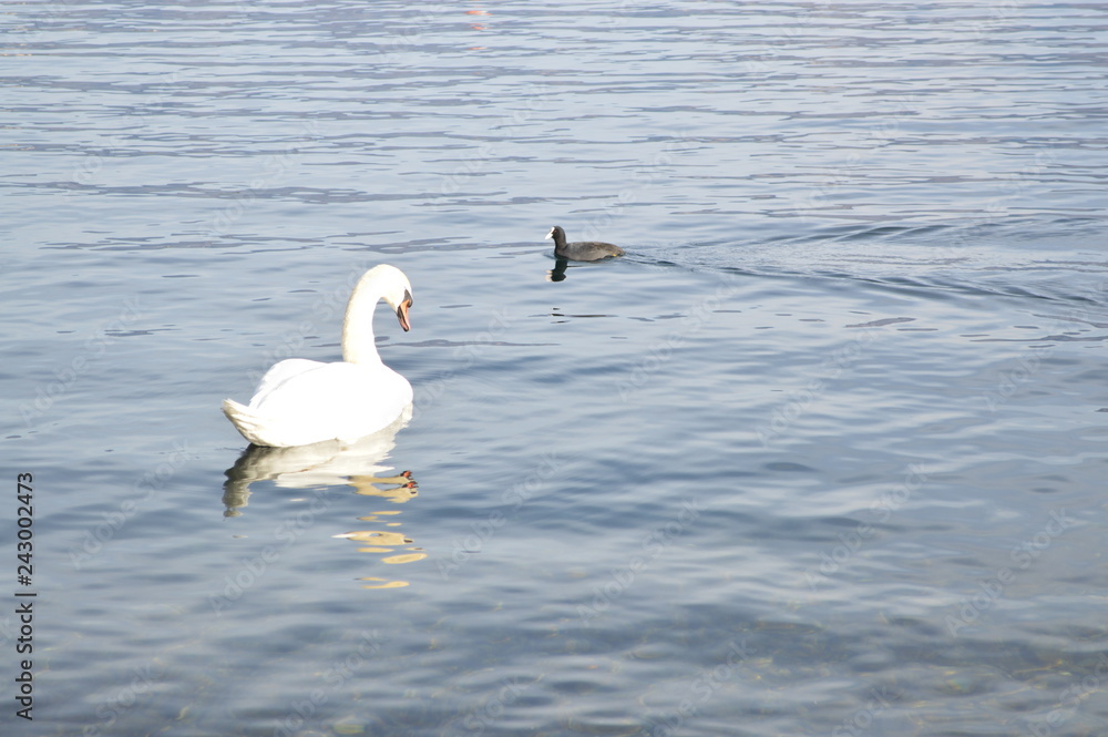 cigno cigno