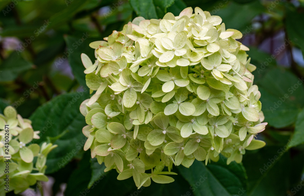 hydrangea hydrangea