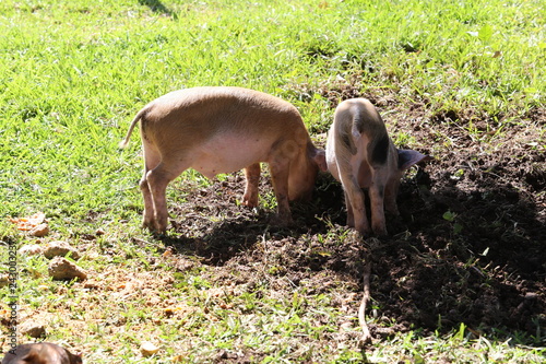 Two little pig walks in the afternoon on the grass photo