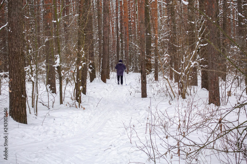 skier in a winter forest