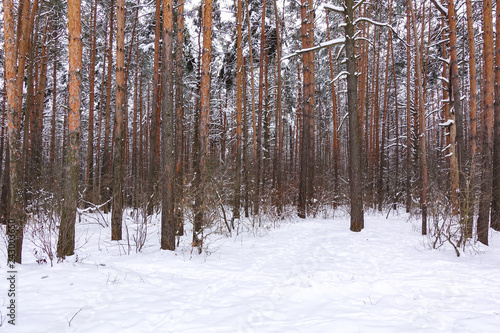 Beautiful winter forest. Trunks of trees covered with snow. Winter landscape. White snows covers ground and trees. Majestic atmosphere. Snow nature.