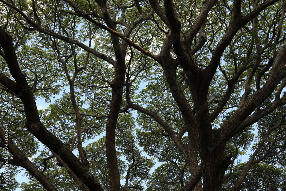 Fototapeta premium Bottom view of the top of a tree where many branches and leaves