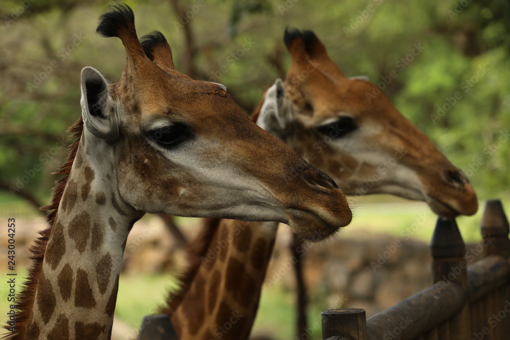 Obraz premium Close up two faces of a giraffe looking ahead