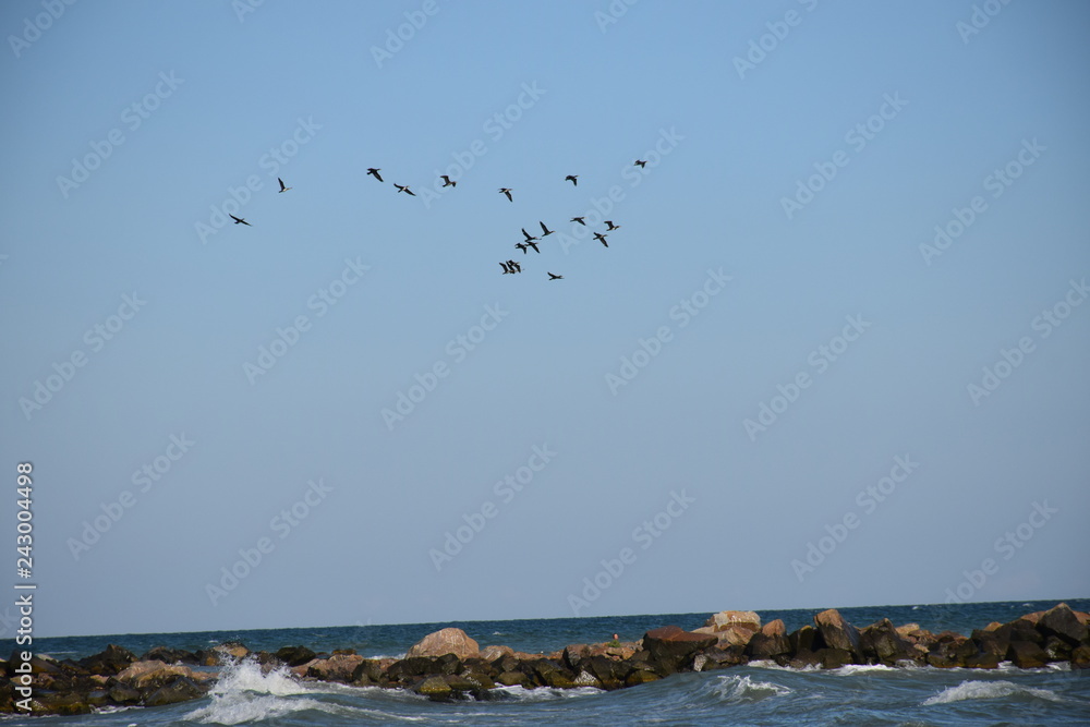 seagulls on the beach