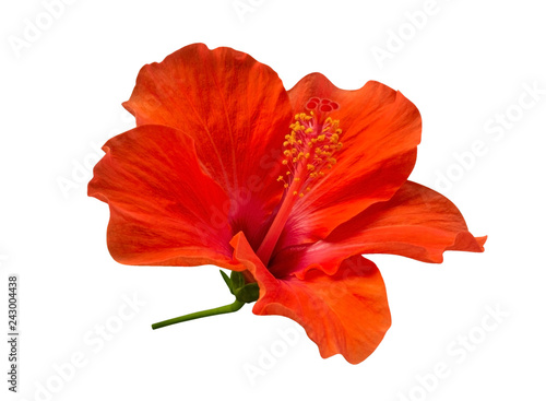 Scarlet red color hibiscus flower isolated on white background, clipping path included