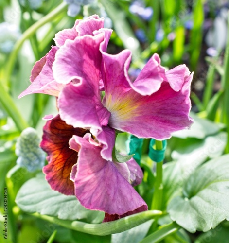 In Bloom