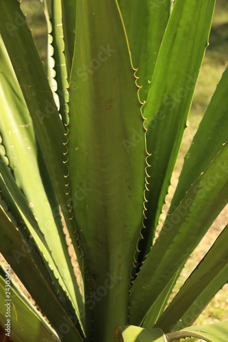 Close up of tall aloe leaves