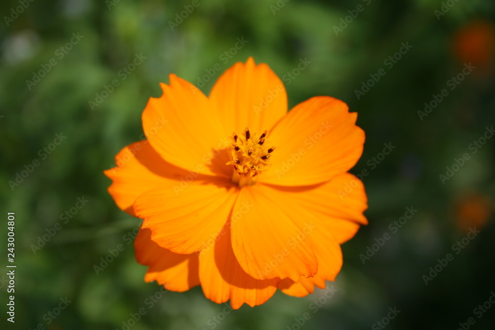flowers flowers