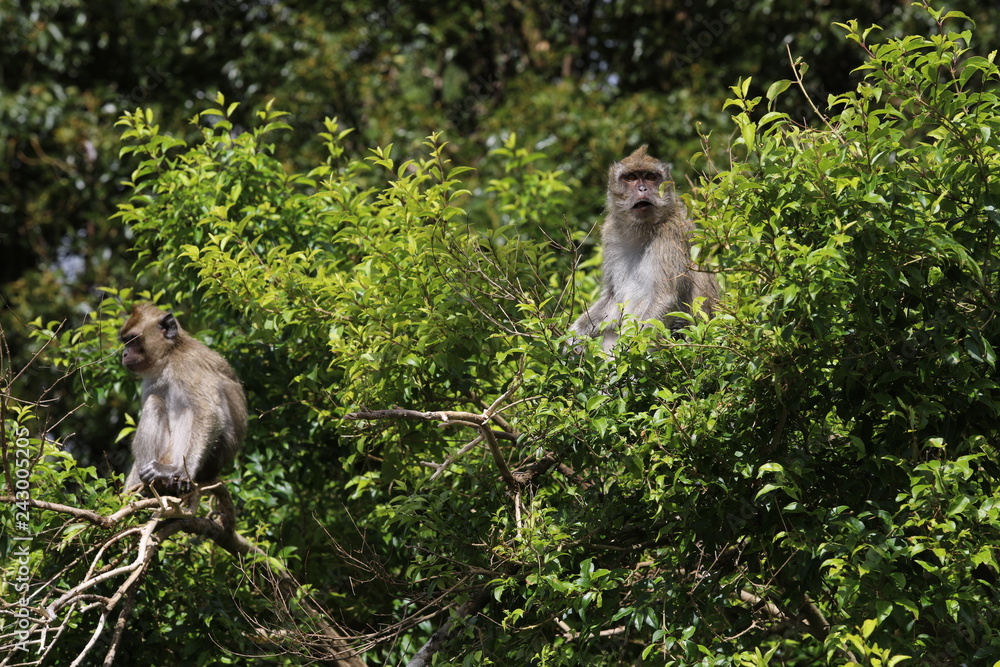 Two monkeys are sitting on a tree among the leaves