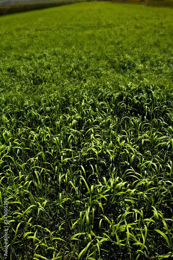 green prairie in spring, tall grass green prairie in spring, tall grass