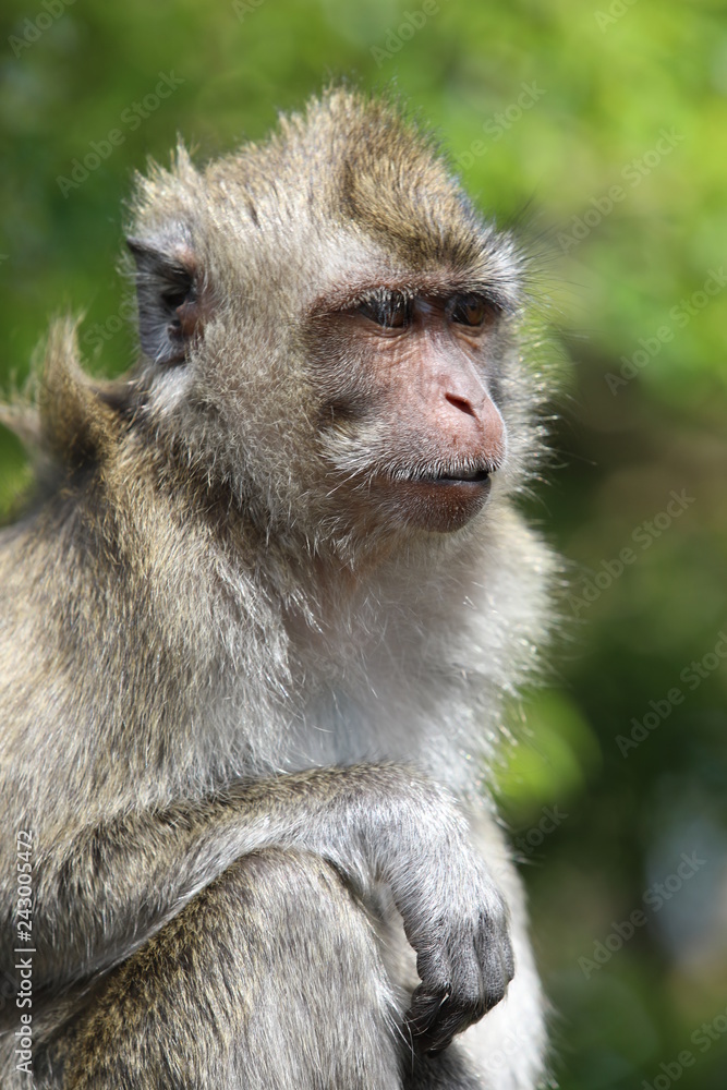 Obraz premium Monkey sits on a tree branch among leaves