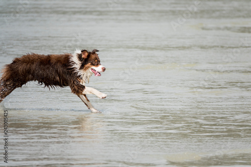 Wet dog running in the water and sticking out his tongue.