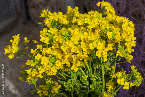 Golden alyssum (Aurinia saxatilis) yellow flowers in full bloom during spring time.