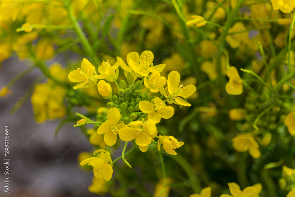 Golden alyssum (Aurinia saxatilis) yellow flowers in full bloom during spring time.