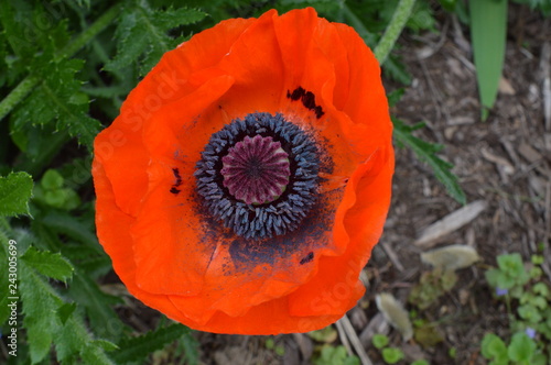 Red Poppy
