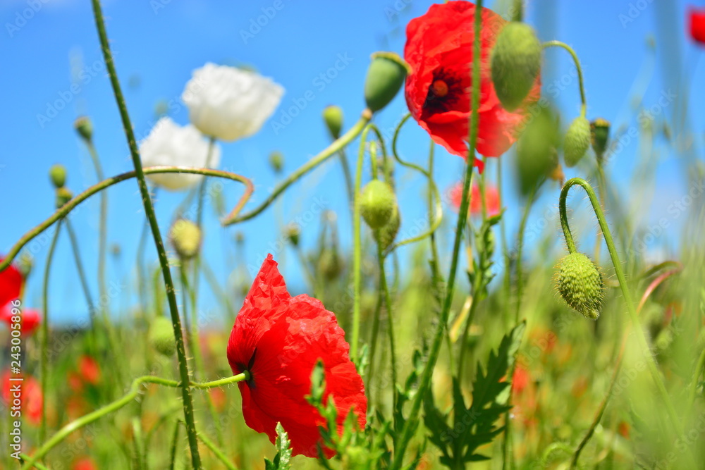 Fototapeta premium poppies on background of blue sky