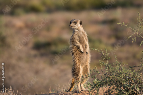 Meerkat standing and watching early in the morning.