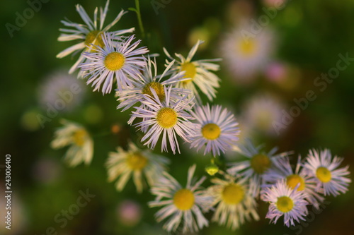 The common chamomile is an annual herbaceous plant