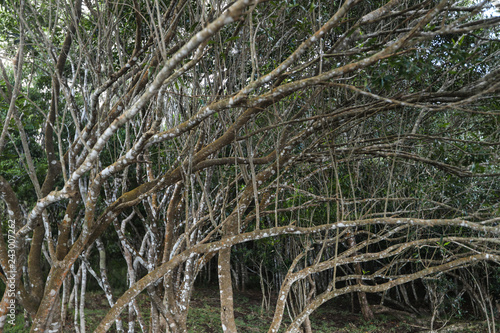 Many branches in a forest