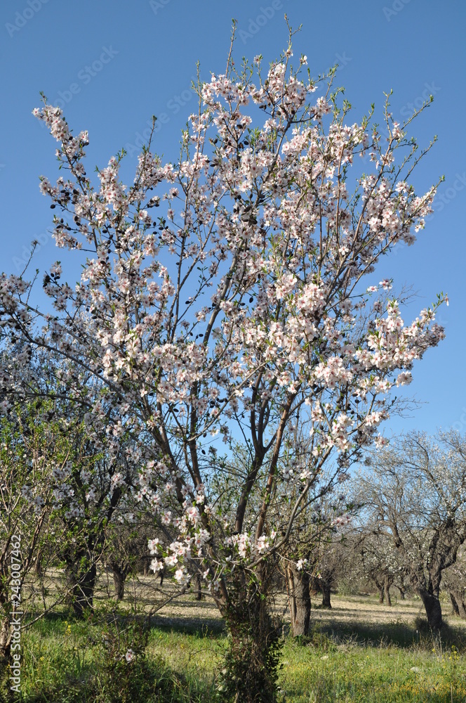 The beautiful Almond in farmland
