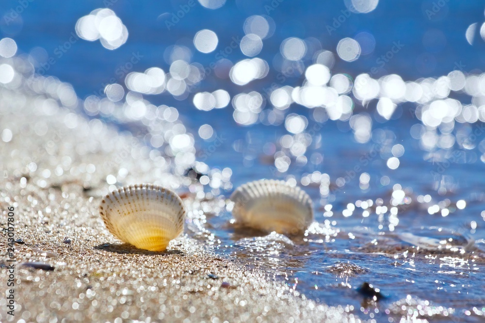 seashells on a sand shore of Black Sea beach in backlight against deep blue clear sky on a sunny summer morning, bright bokeh seashells on a sand shore of Black Sea beach in backlight against deep blue clear sky on a sunny summer morning, bright bokeh