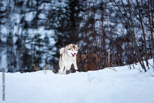 Crazy and happy beige and white dog breed siberian husky jumping on the snow path in the winter forest