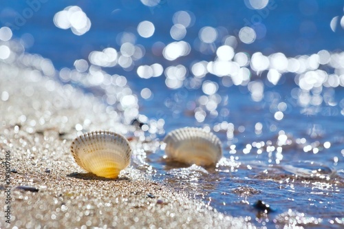 seashells on a sand shore of Black Sea beach in backlight against deep blue clear sky on a sunny summer morning, bright bokeh © Valeronio