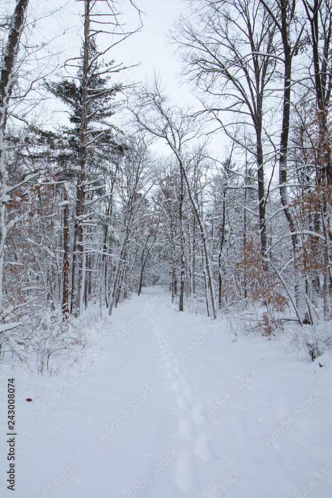 Snowy Woods