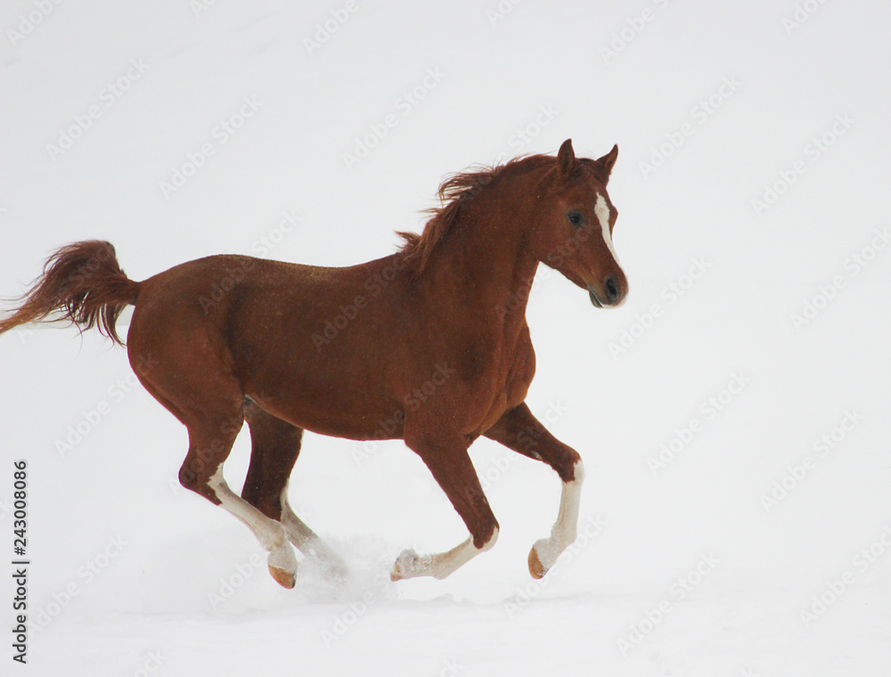Red thoroughbred Arabian stallion - champion Red thoroughbred Arabian stallion - champion