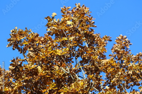 One of the characteristics of deciduous oaks is that the dry leaves fall at the end of winter and not in autumn