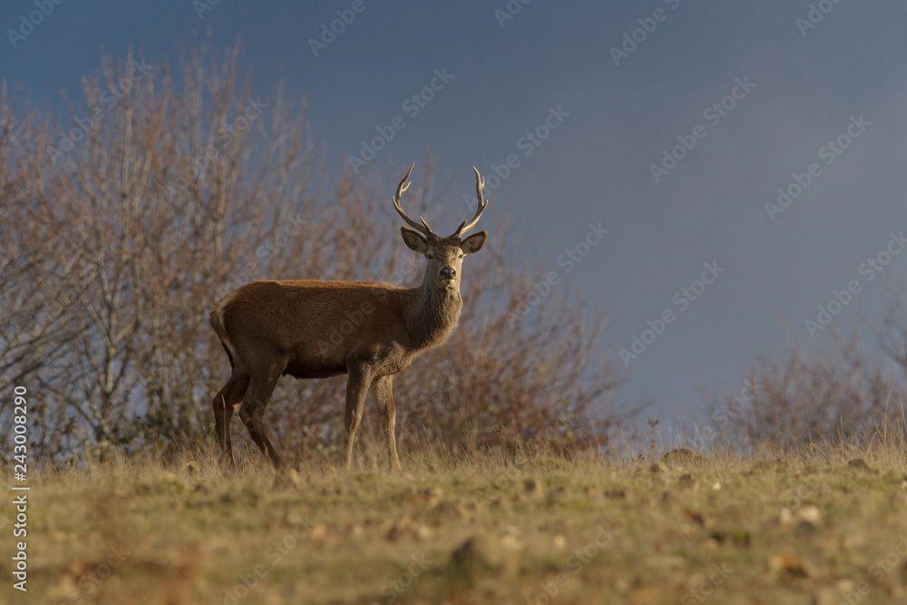 Fototapeta premium SONY DSC