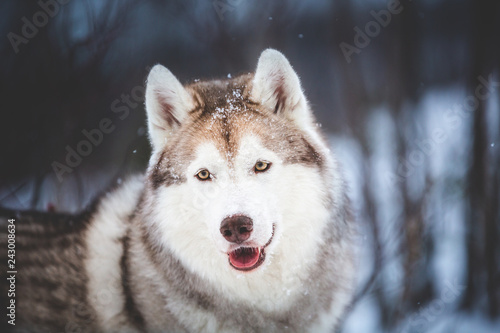 Cute and happy Siberian Husky dog lying on the snow in the dark forest in winter