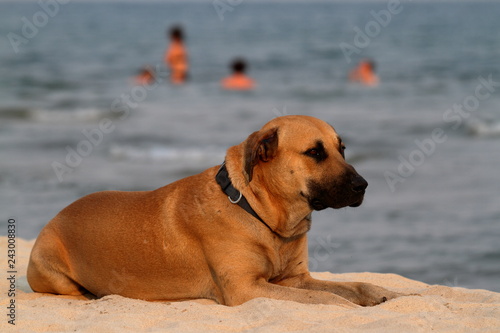 Hund am Strand photo