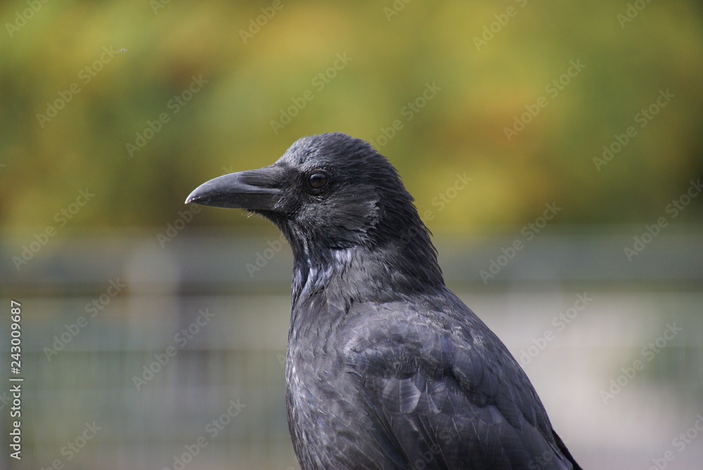 Rabenkrähe Nahaufnahme frontal 2019128 Rabenkrähe Nahaufnahme frontal 2019128