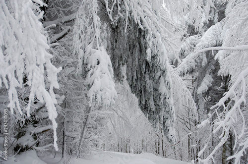 Mystischer Winterwald in den Vogesen am Champ du Feu