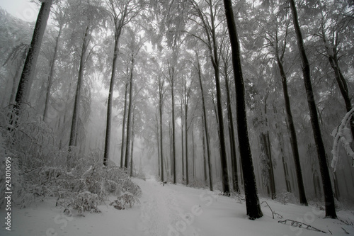 Mystischer Winterwald in den Vogesen am Champ du Feu