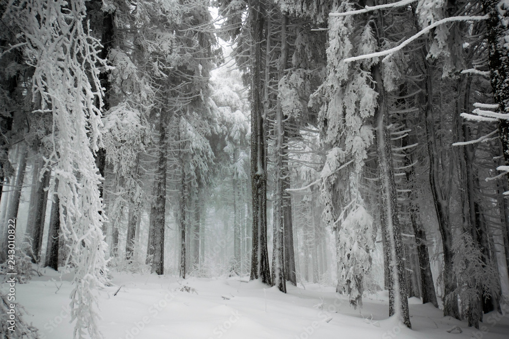 Mystischer Winterwald in den Vogesen am Champ du Feu Mystischer Winterwald in den Vogesen am Champ du Feu