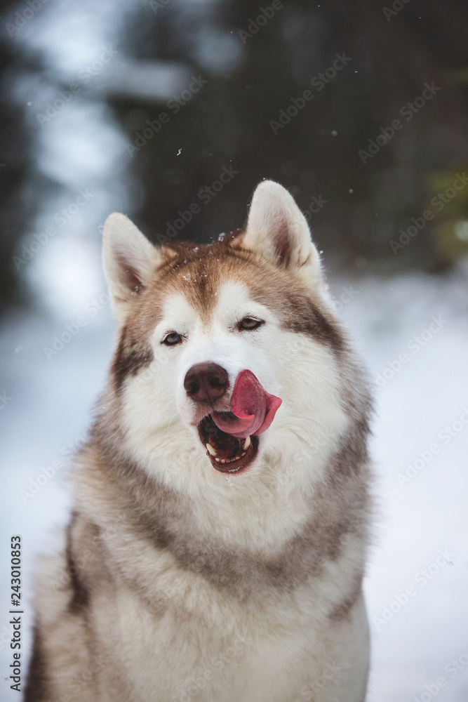 Funny and crazy siberian husky dog licking like a predator in the winter forest