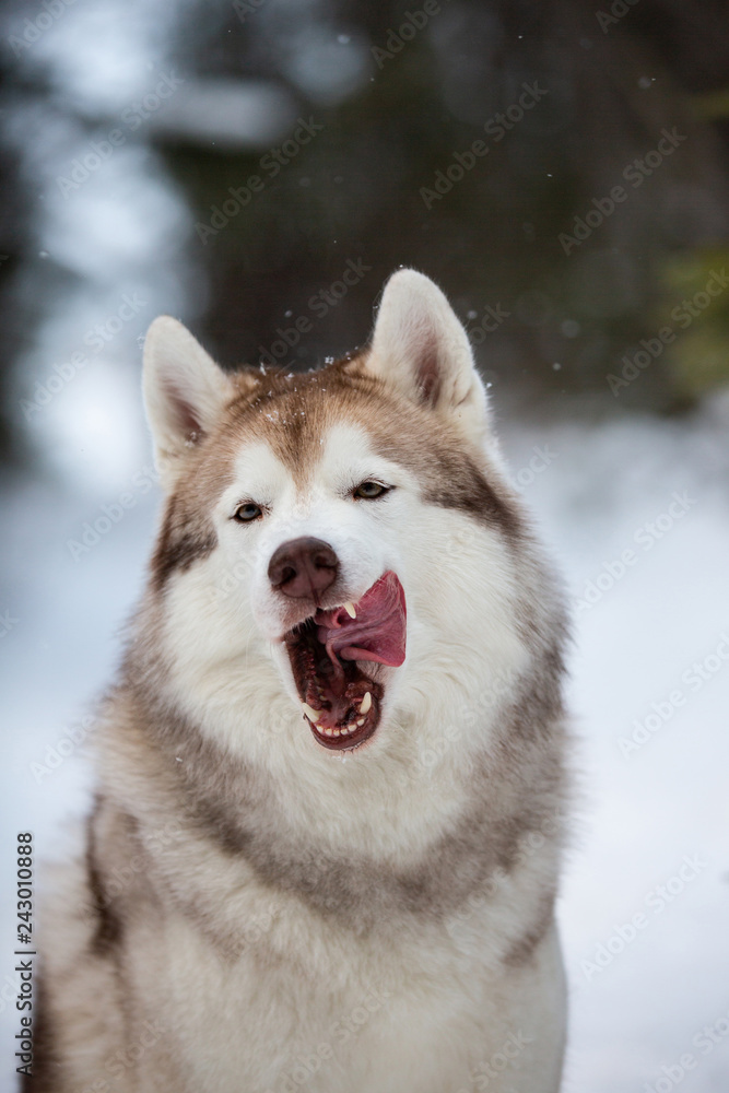 Funny siberian husky dog licking like a predator in the winter forest