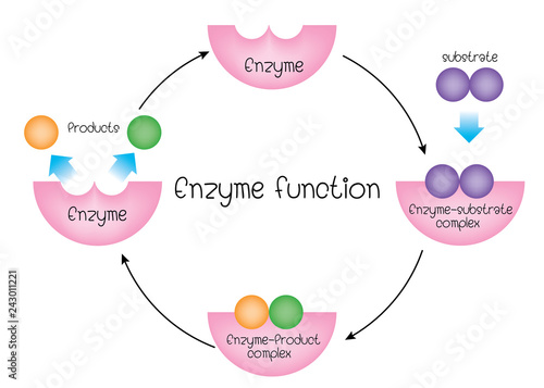 enzyme function