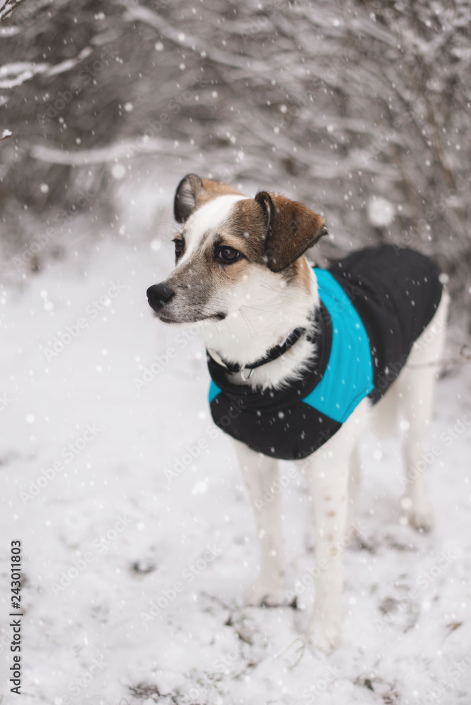 Young dog walking in a snowy park. Instagram style photo.