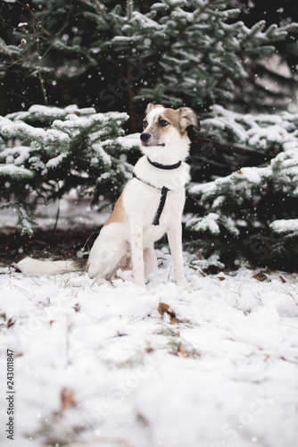 Young dog walking in a snowy park. Instagram style photo.